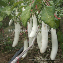 E04 Guanglian f1 sementes de berinjela branco híbrido, diferentes tipos de sementes de berinjela para venda